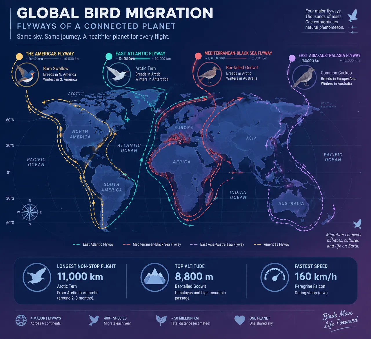 Infographic: Bird Migration Flyways