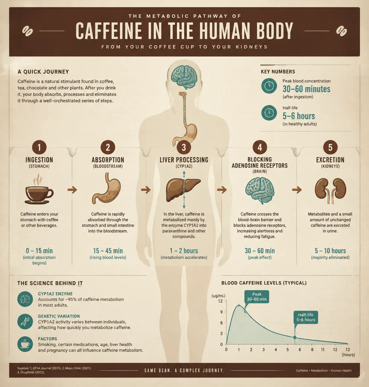 Infographic: Caffeine Metabolism