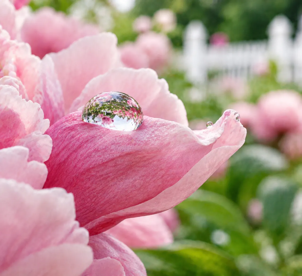 Photographie : Goutte sur une pivoine (macro)